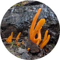 coral fungus
