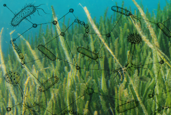 Seagrass and microbial network